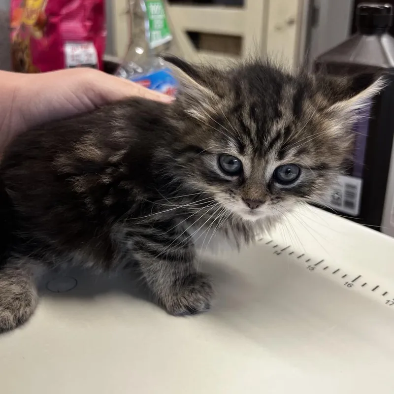 A baby small-sized female Brown / Chocolate Domestic Long Hair cat named Ruth for adoption in Harrisville, WV