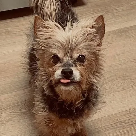 A senior small-sized female Yellow / Tan / Blond / Fawn Yorkshire Terrier dog named Kylie for adoption in Boca Raton, FL