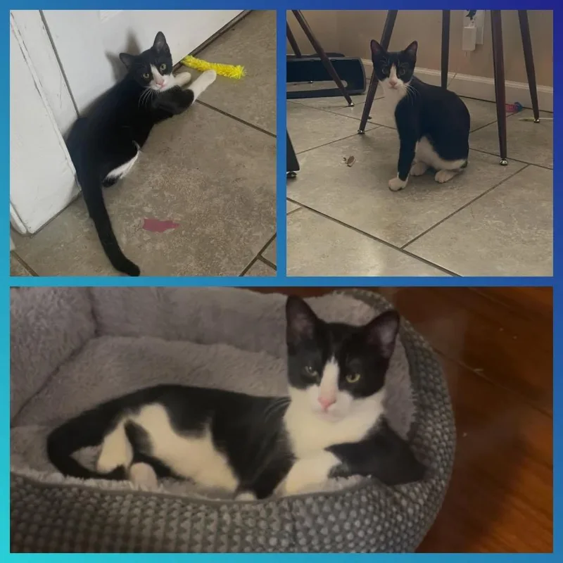 A baby small-sized male Black Domestic Short Hair cat named Penguin for adoption in Orangevale, CA