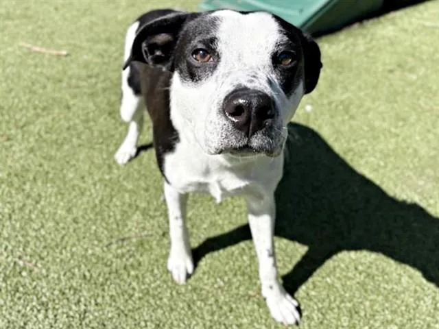 A young large-sized male Terrier dog named Snoopy for adoption in Saint Louis, MO