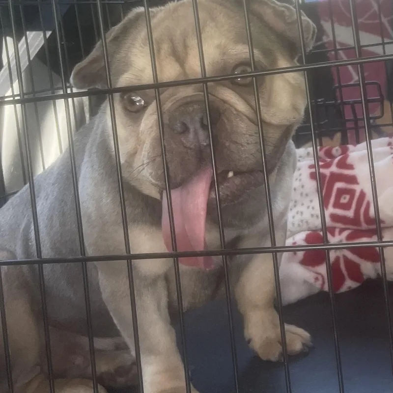 An adult small-sized female Brown / Chocolate French Bulldog dog named Babe for adoption in Fredericksburg, VA