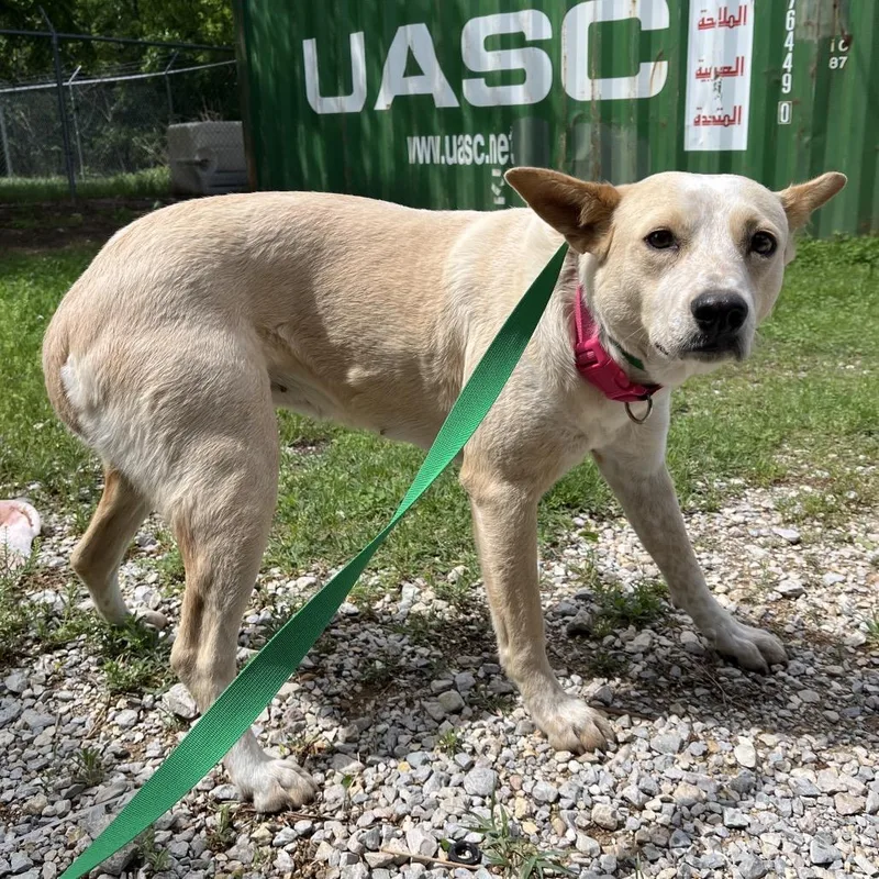 A young medium-sized female Yellow / Tan / Blond / Fawn Mixed Breed dog named Sparkles for adoption in Pauls Valley, OK