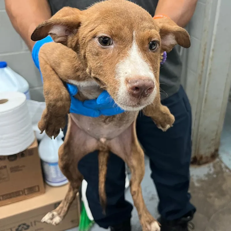 A baby medium-sized male Mixed Breed dog named Doc for adoption in Tampa, FL