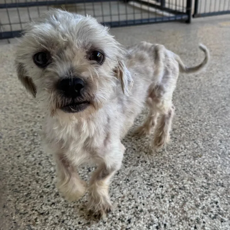 An adult small-sized male White / Cream Miniature Poodle dog named Casper Poe for adoption in Houston, TX