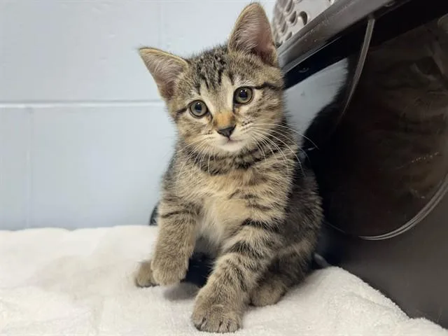A baby small-sized female Domestic Short Hair cat named Magnolia for adoption in Ames, IA