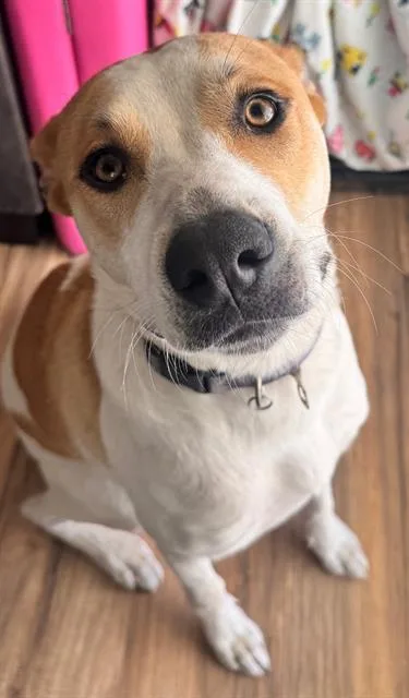 A young small-sized male Pit Bull Terrier dog named Costa for adoption in Camarillo, CA