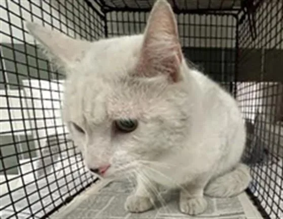 An adult medium-sized male Domestic Short Hair cat named Yella for adoption in Van Nuys, CA