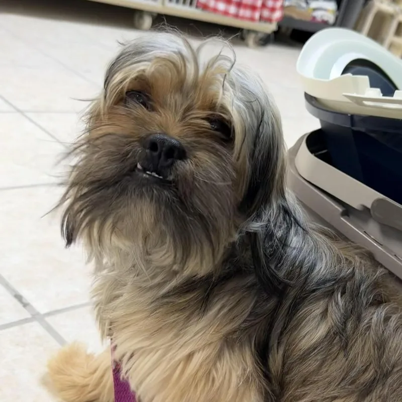 A young small-sized male Golden Shih Tzu dog named Tomas for adoption in Camden, DE