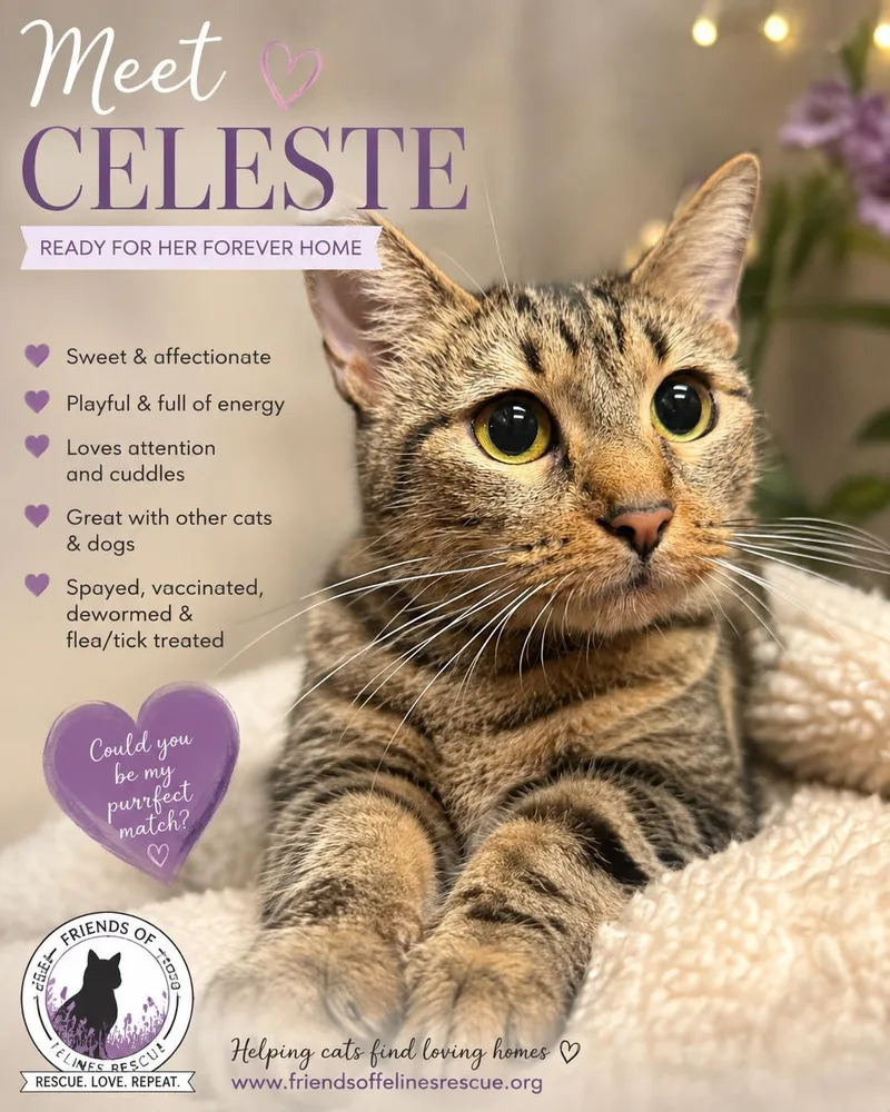 An adult medium-sized female Domestic Short Hair cat named Celeste for adoption in Rio Linda, CA