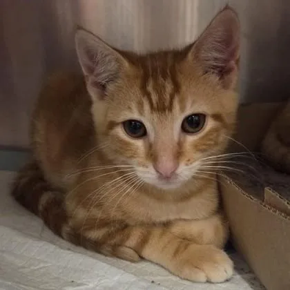 A baby small-sized male Domestic Short Hair cat named Mufasa for adoption in Voorhees, NJ