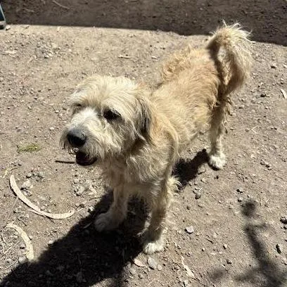 An adult medium-sized male White / Cream Terrier dog named Tobey for adoption in Sonoma, CA