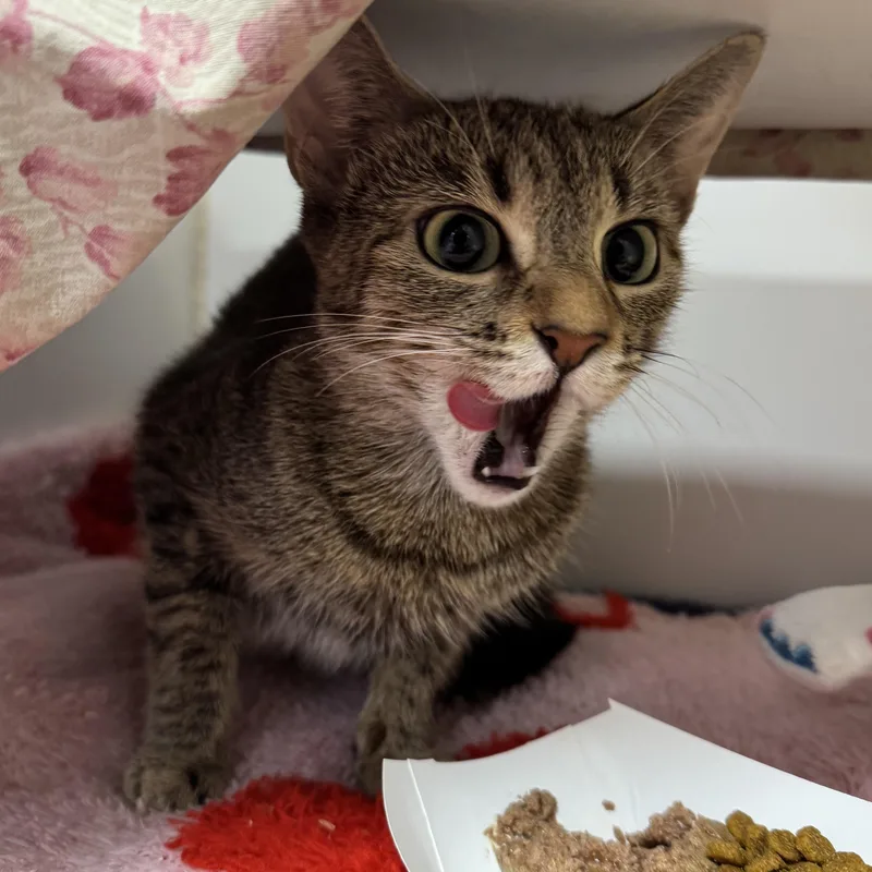 A young small-sized female Domestic Short Hair cat named Summer for adoption in Reisterstown, MD