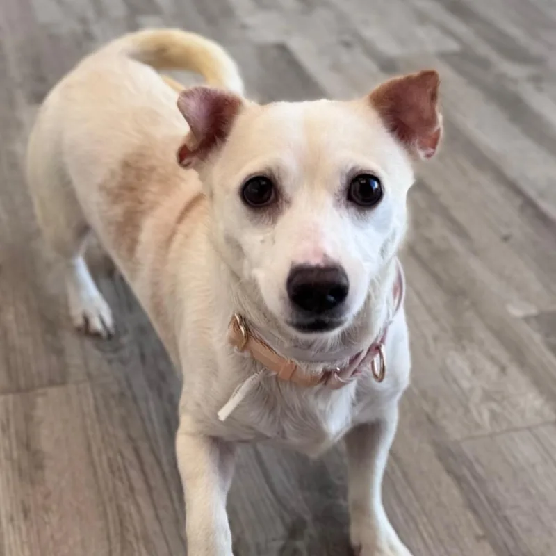 An adult small-sized female White / Cream Chihuahua dog named Bea for adoption in Green Bay, WI