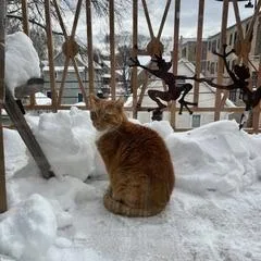 A senior large-sized male Orange / Red Domestic Short Hair cat named Blaze FKA Brass for adoption in Wheeling, IL