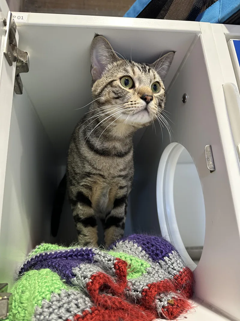An adult large-sized male Domestic Short Hair cat named Winky for adoption in Seattle, WA