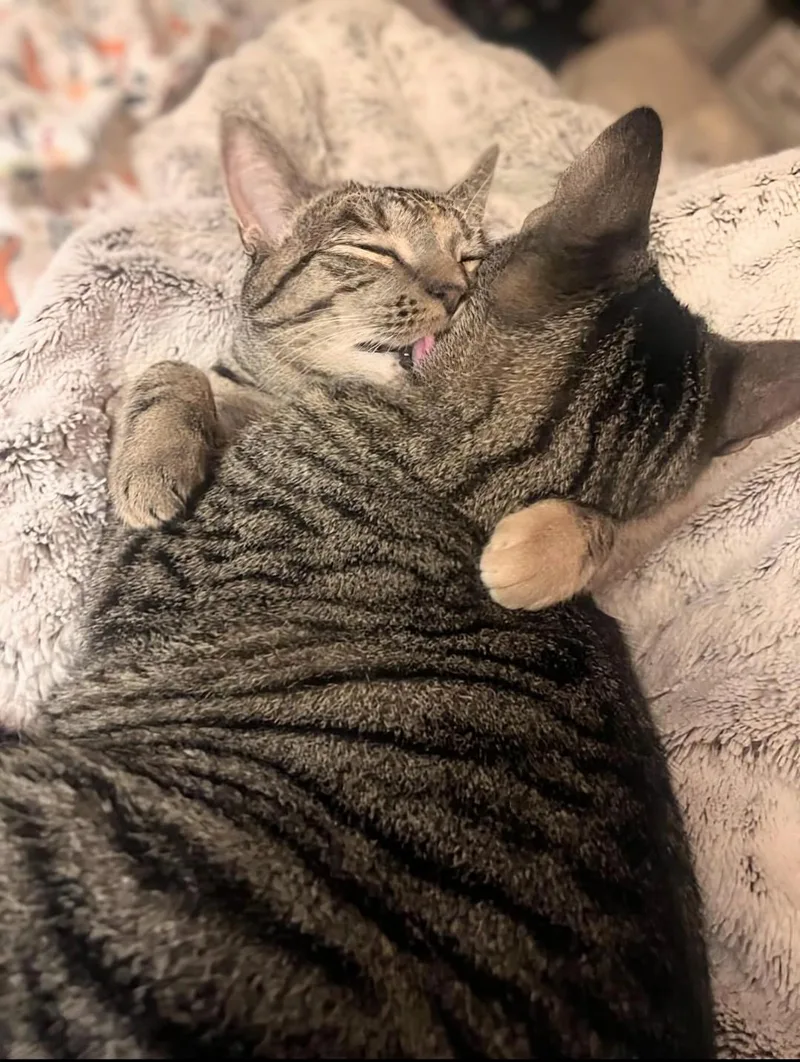 Princess Mononoke & Howl thumbnail 2