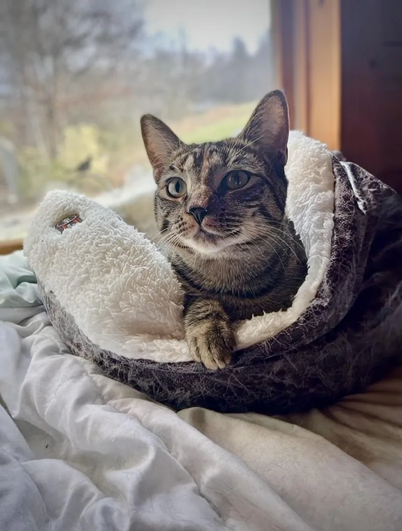 Princess Mononoke & Howl