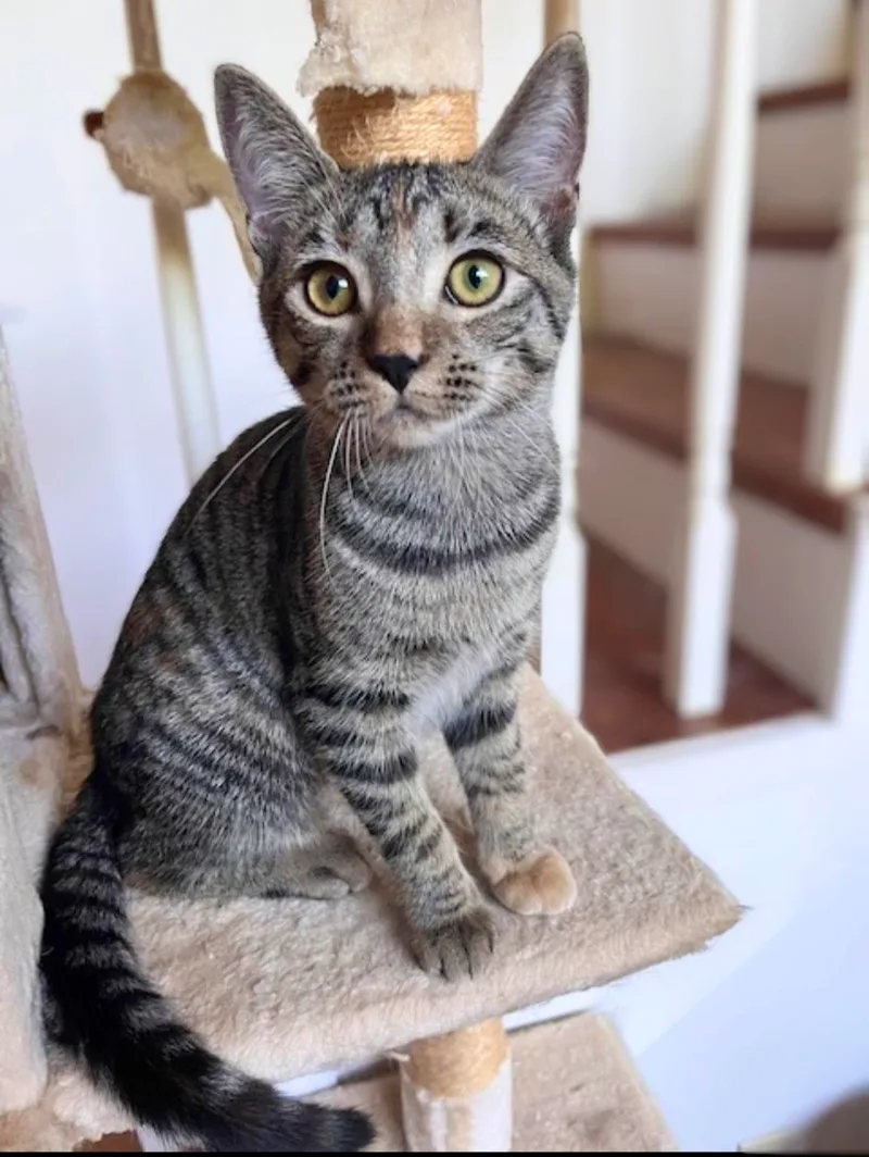 Princess Mononoke & Howl thumbnail 4