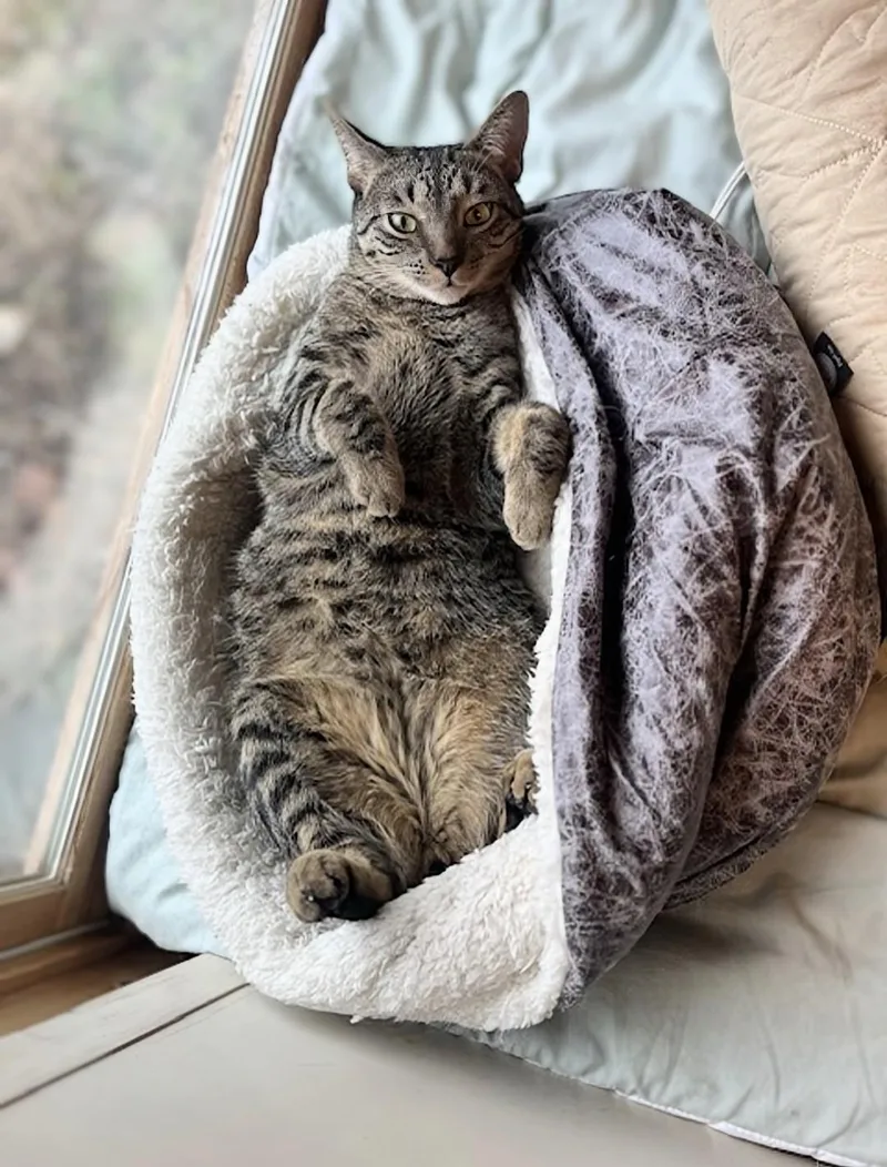 Princess Mononoke & Howl thumbnail 5