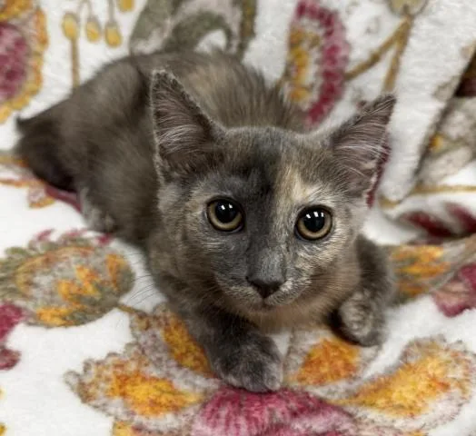 Pebbles