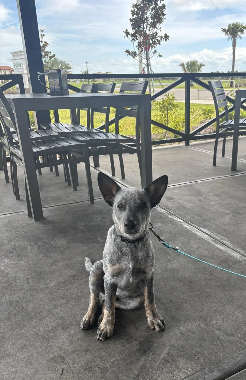 Hondo