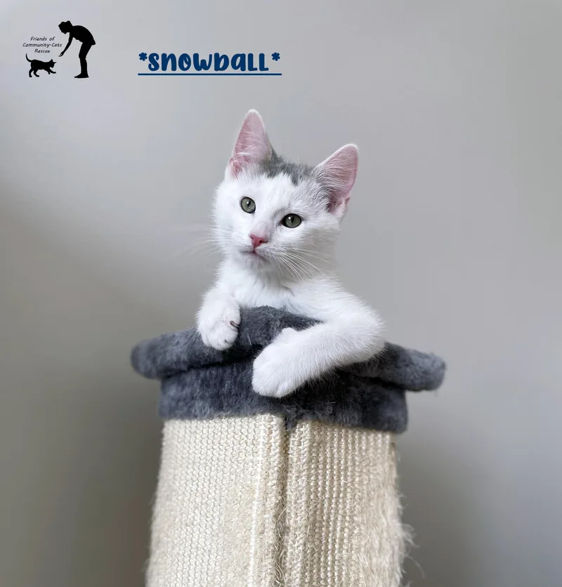 Snowball thumbnail 5