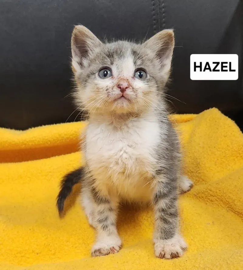 A young small-sized female Domestic Short Hair cat named Hazel for adoption in Yankton, SD