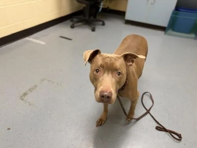 An adult medium-sized female Pit Bull Terrier dog named Casino for adoption in Denver, CO