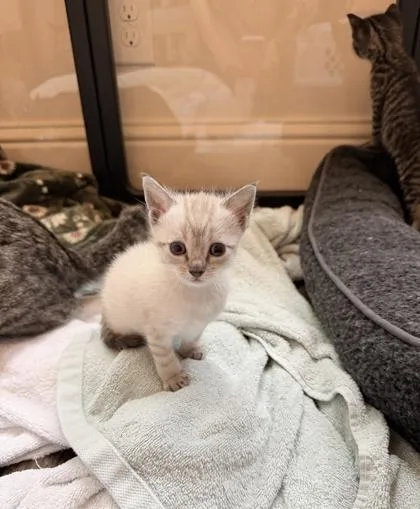 A baby small-sized female Siamese cat named Leche for adoption in Fort Worth, TX