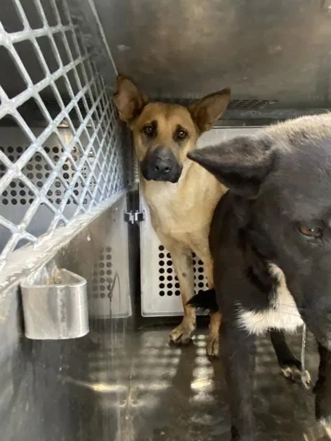 An adult medium-sized female German Shepherd Dog dog named Edwina for adoption in Tucson, AZ
