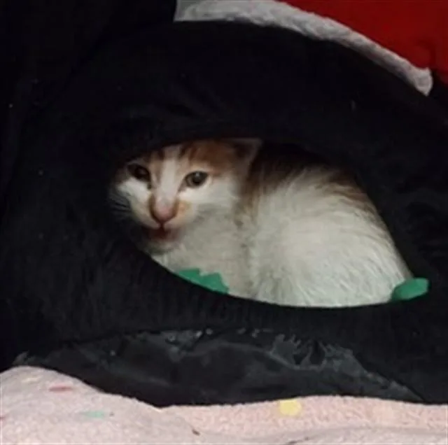 A baby small-sized male Domestic Medium Hair cat named Sandia for adoption in Albuquerque, NM