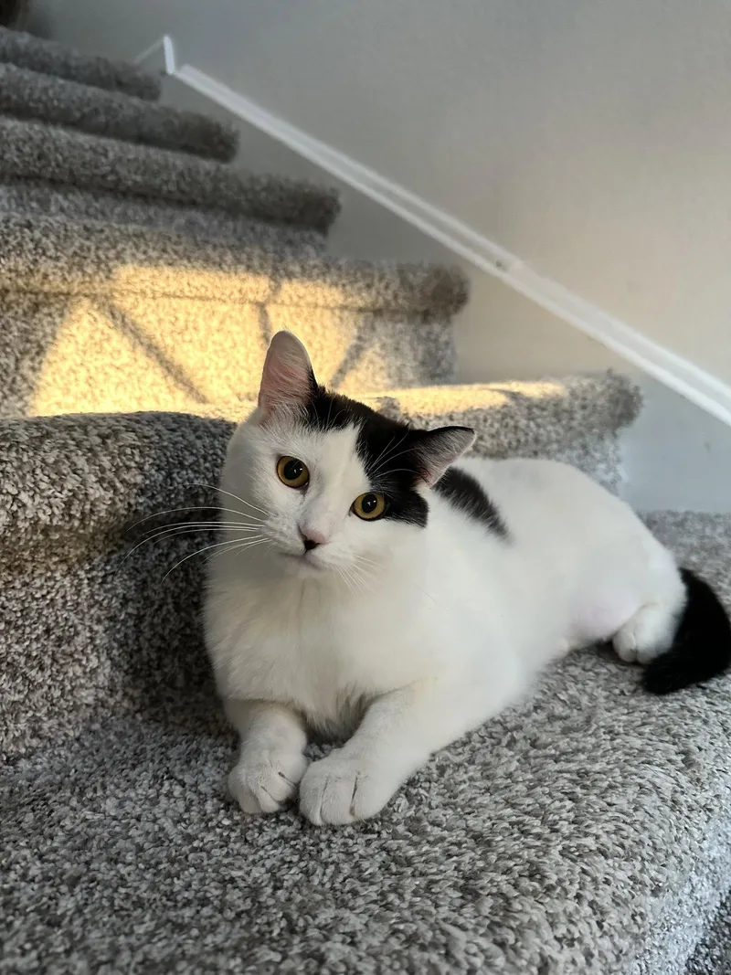 An adult medium-sized female Black & White / Tuxedo Domestic Short Hair cat named Quinlan for adoption in Aurora, CO