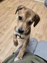 A baby medium-sized male Retriever dog named Benson for adoption in Woodstock, IL