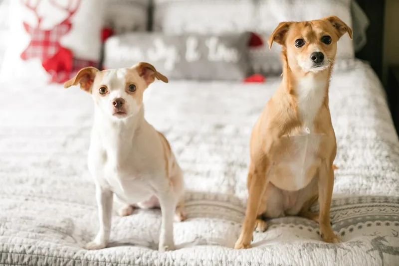 A senior small-sized male Chihuahua dog named Cd Remy for adoption in Aurora, IN