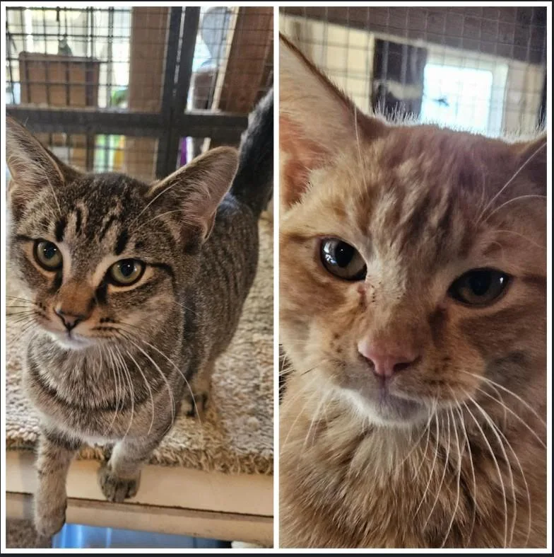 A young medium-sized male Domestic Short Hair cat named Alvin for adoption in Huddleston, VA