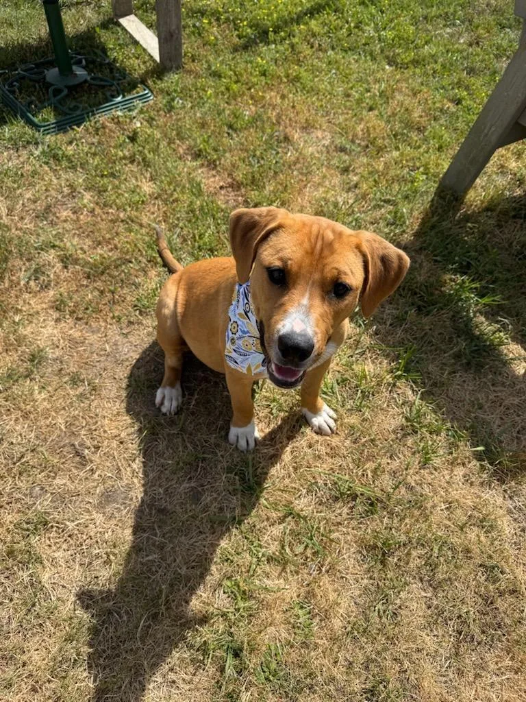 A baby large-sized female Mixed Breed dog named Fallyn for adoption in Metter, GA