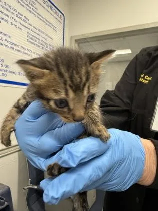 A baby small-sized male Domestic Short Hair cat named Beetle for adoption in Shreveport, LA
