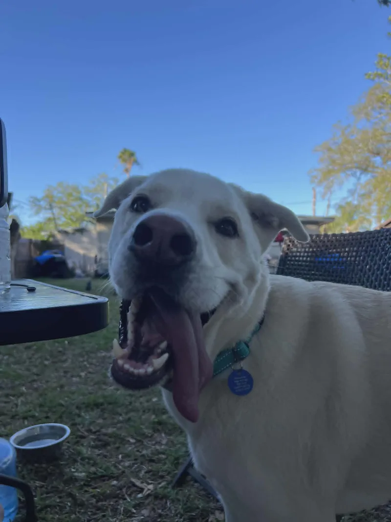 Bagel thumbnail 2