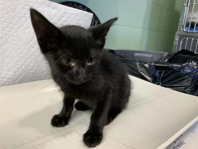 A baby small-sized female Domestic Short Hair cat named Molly for adoption in Grand Prairie, TX