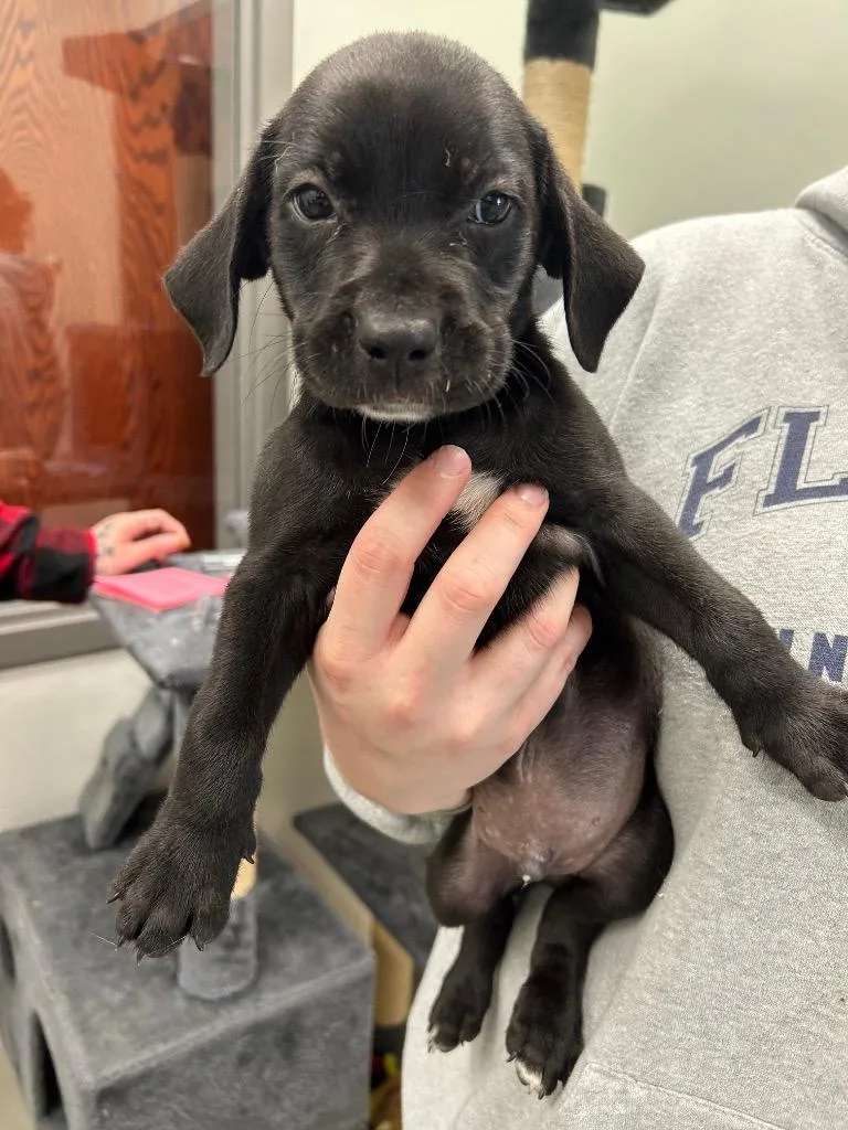 A baby small-sized male Labrador Retriever dog named Ernie for adoption in Gautier, MS