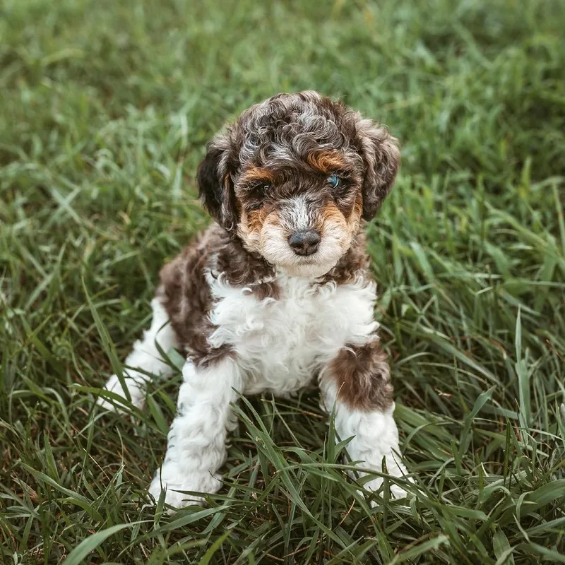 A baby small-sized male Poodle dog named Mako for adoption in Crystal, MN