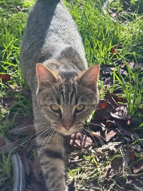 A young medium-sized female Tabby (Buff / Tan / Fawn) Domestic Short Hair cat named Junebug for adoption in Dunnigan, CA