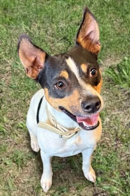 An adult small-sized male Rat Terrier dog named Milo for adoption in Baraboo, WI