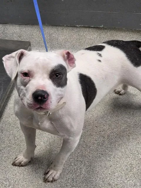 An adult large-sized female American Staffordshire Terrier dog named Velvet for adoption in Tallahassee, FL