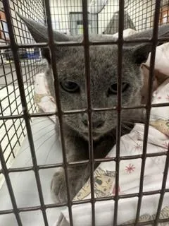 A young medium-sized male Domestic Short Hair cat named Chase for adoption in Miami, FL