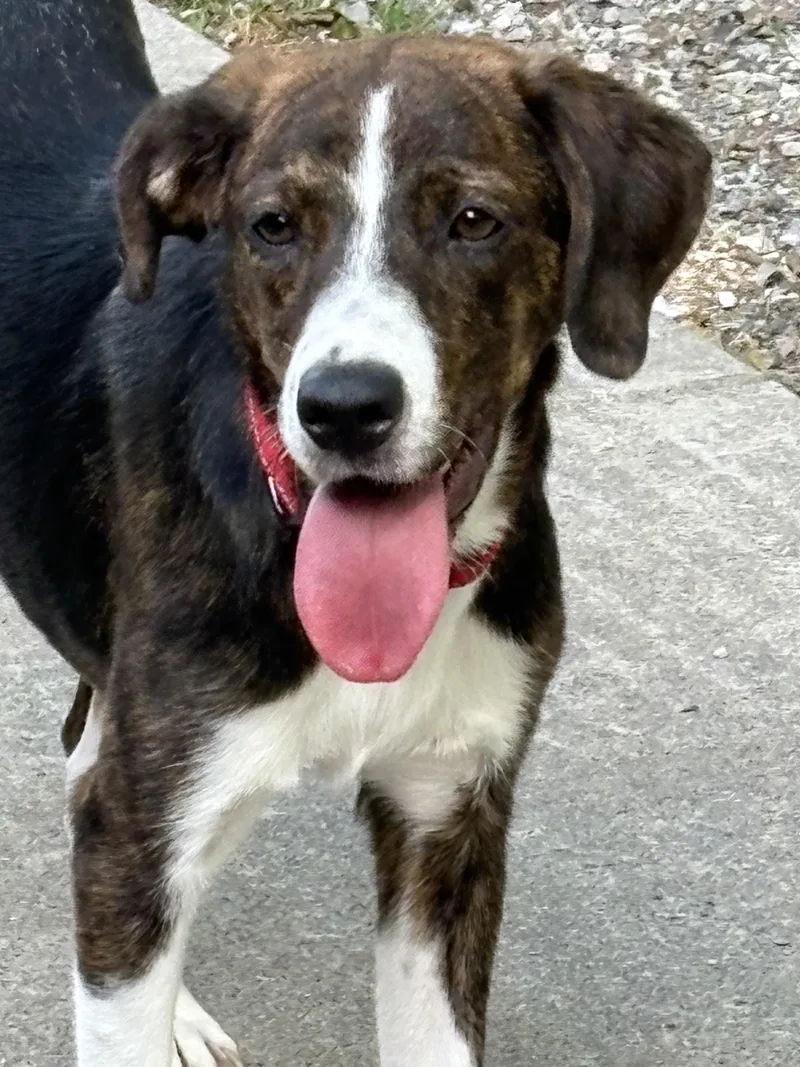 An adult medium-sized female Tricolor (Brown, Black, & White) Hound dog named Della for adoption in Fincastle, VA