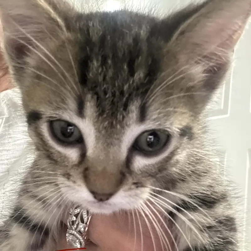 A baby small-sized male Brown / Chocolate Domestic Short Hair cat named Taco for adoption in Brownsboro, AL