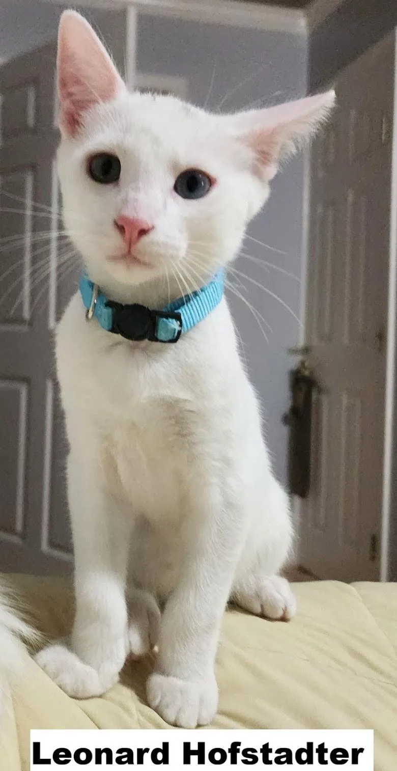 A baby medium-sized male Domestic Short Hair cat named Leonard for adoption in Zimmerman, MN