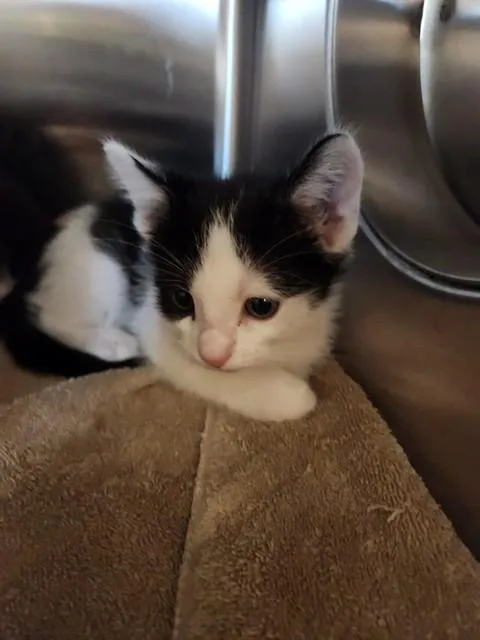 A baby small-sized male Domestic Short Hair cat named Scottie for adoption in Sacramento, CA
