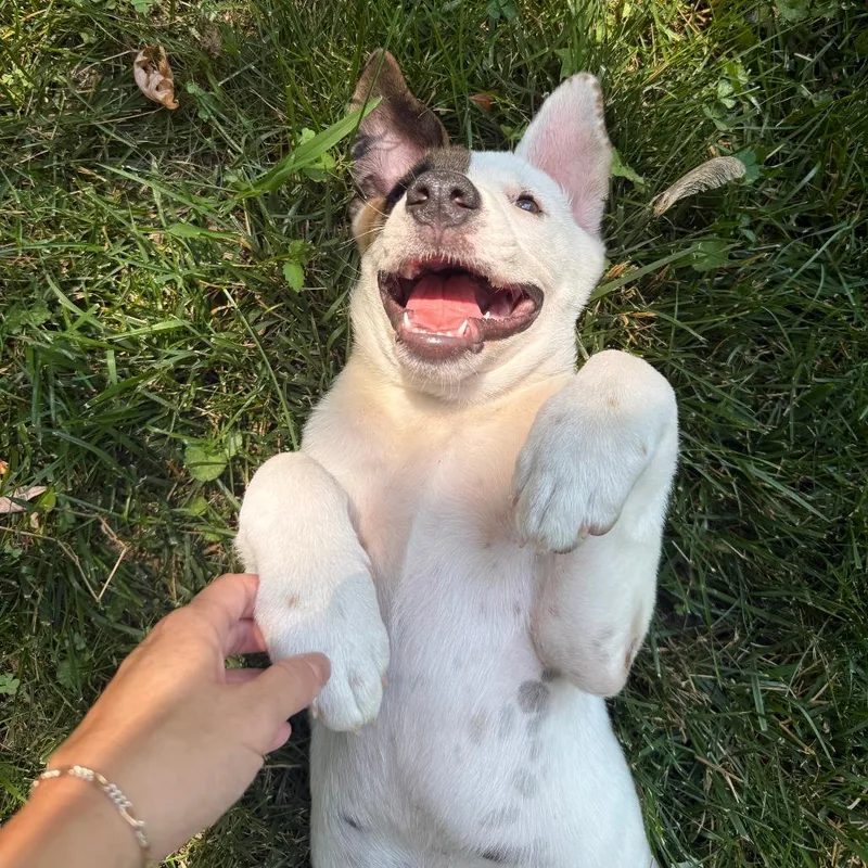 A baby medium-sized male White / Cream Terrier dog named Jeffries D for adoption in Minnetonka, MN